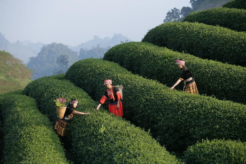 Cultural Tours