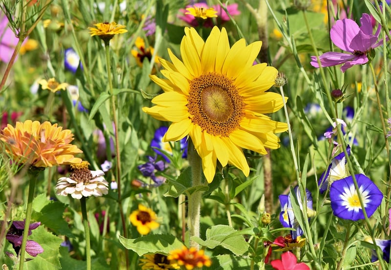 Botanical Garden